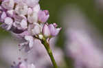 Pennsylvania smartweed